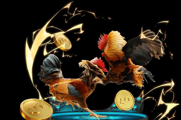 Hình ảnh chiến kê dũng mãnh tại ST666